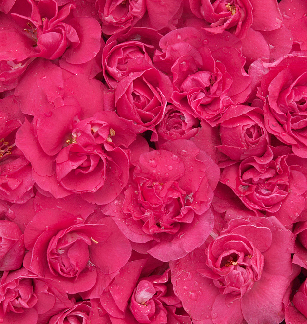 Pink Storm L