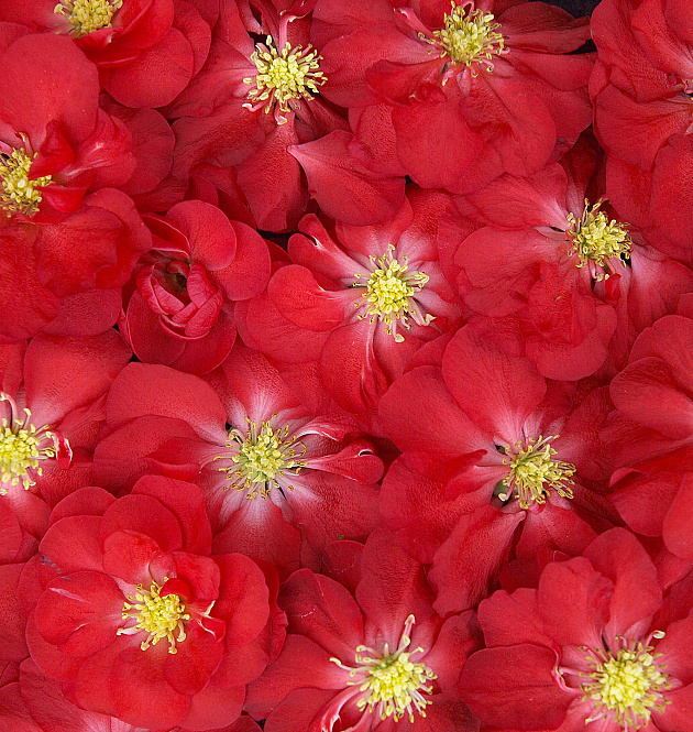 Scarlet Storm L