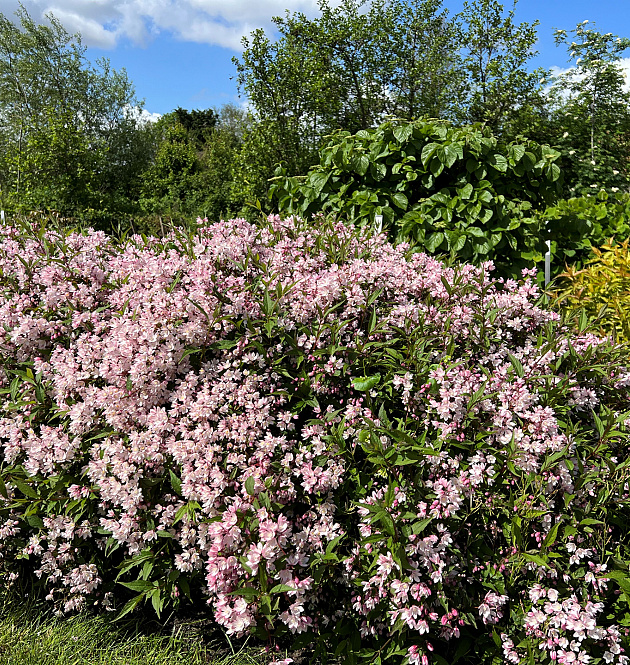 Yuki Cherry Blossom<sup>®</sup> L