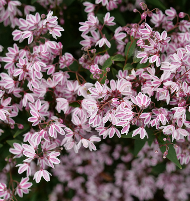 Yuki Kabuki<sup>®</sup> 