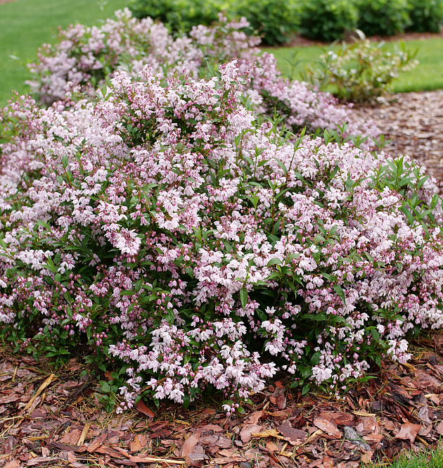 Yuki Kabuki<sup>®</sup> 