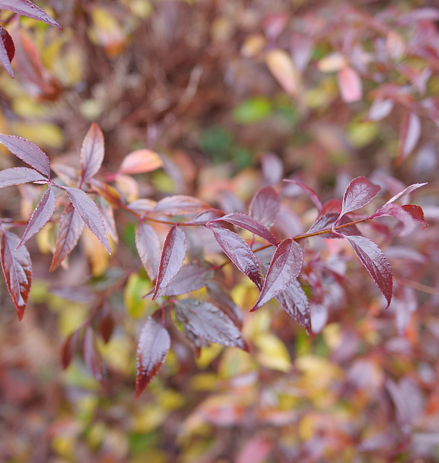 Yuki Kabuki<sup>®</sup> 