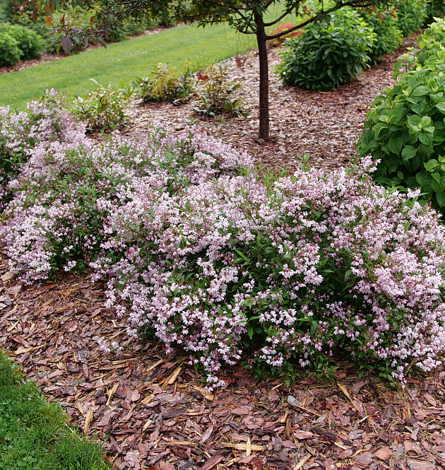 Yuki Kabuki<sup>®</sup> 