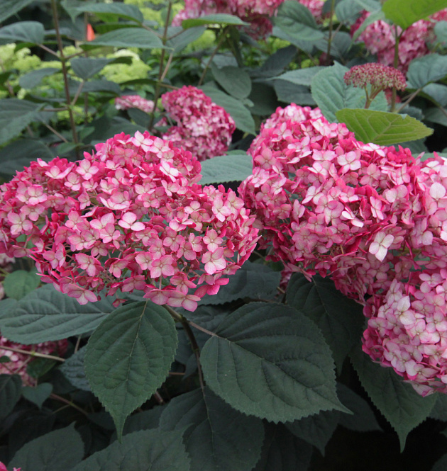 Ruby Annabelle<sup>®</sup> L