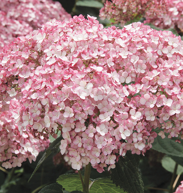 Sweet Annabelle<sup>®</sup>