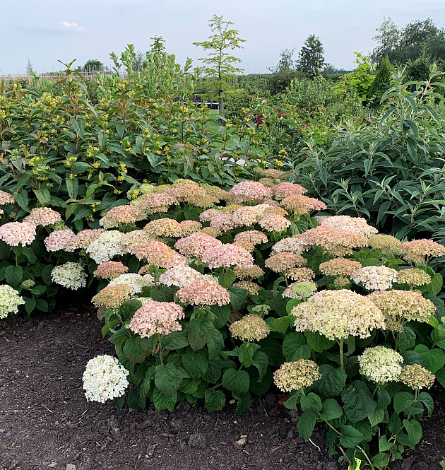 BellaRagazza<sup>®</sup> Blanchetta