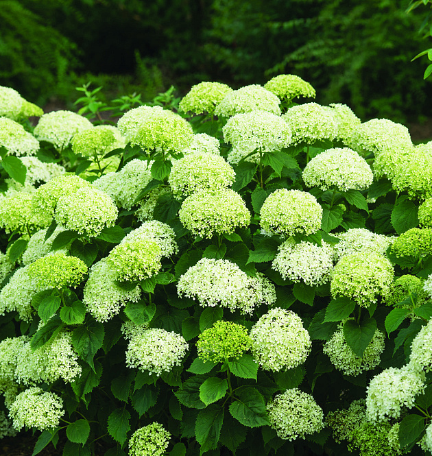 BellaRagazza<sup>®</sup> Limetta