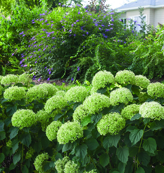 BellaRagazza<sup>®</sup> Limetta