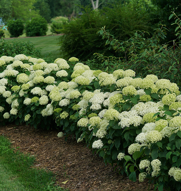 BellaRagazza<sup>®</sup> Limetta