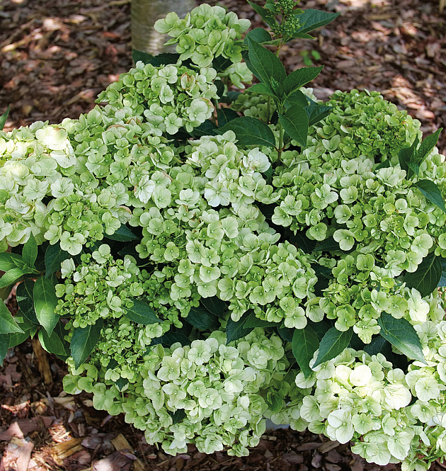 Fairytrail<sup>®</sup> Green XL