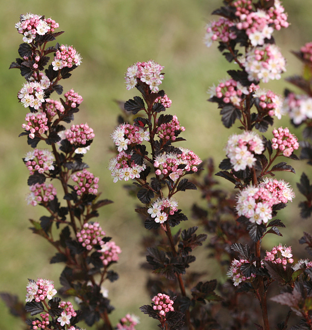 Tiny Wine<sup>®</sup>