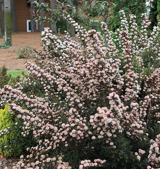 Tiny Wine<sup>®</sup>