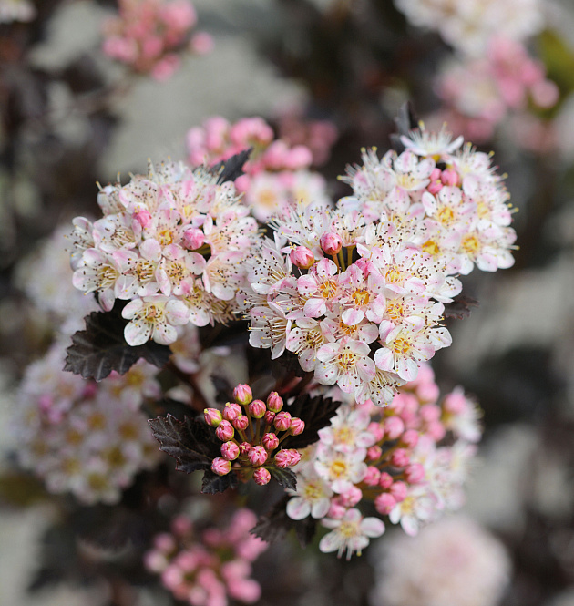 Tiny Wine<sup>®</sup>