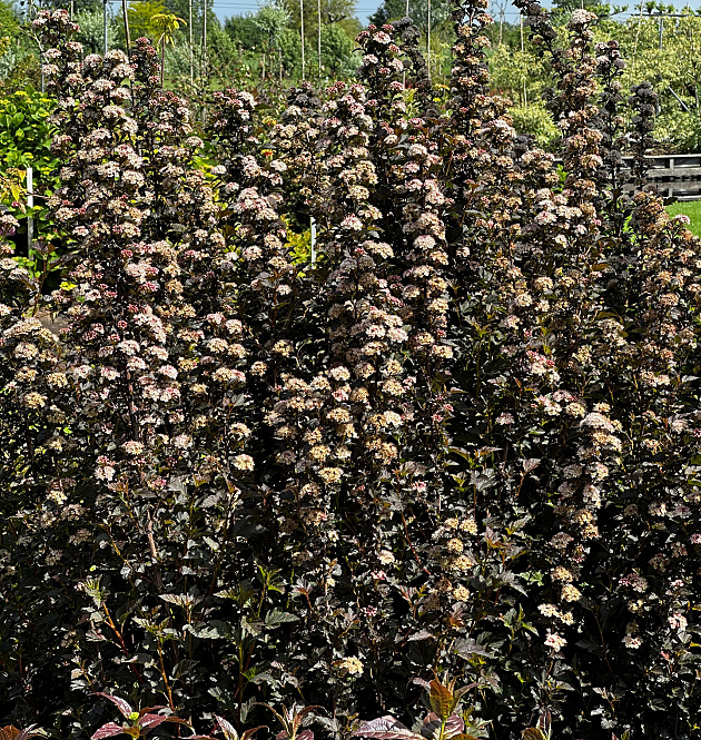 Tiny Wine<sup>®</sup>