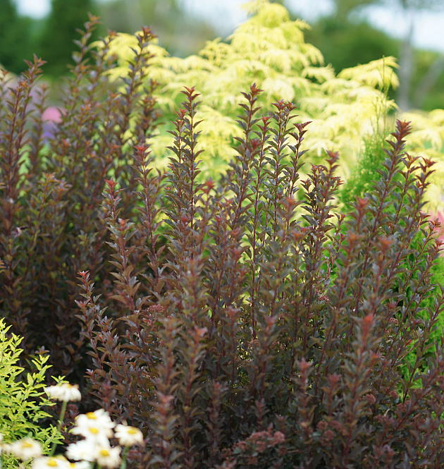 Tiny Wine<sup>®</sup>