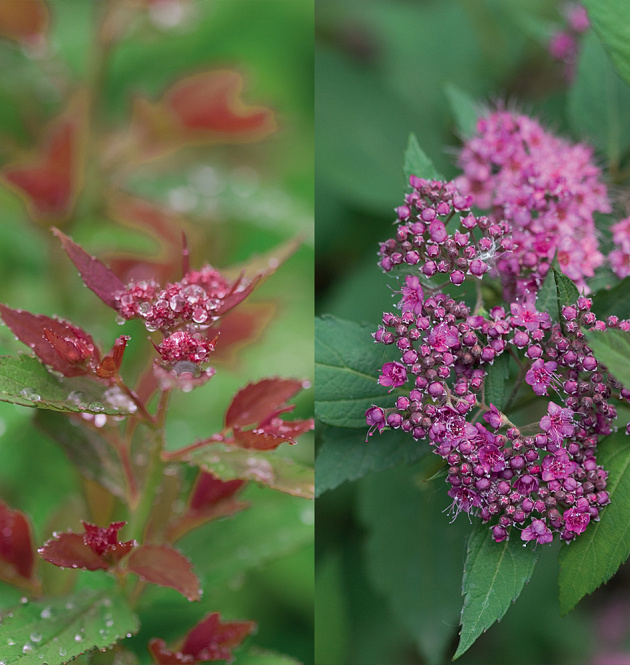 Double Play<sup>®</sup> Artist