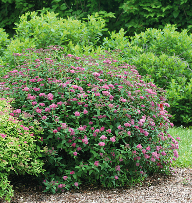 Double Play<sup>®</sup> Artist