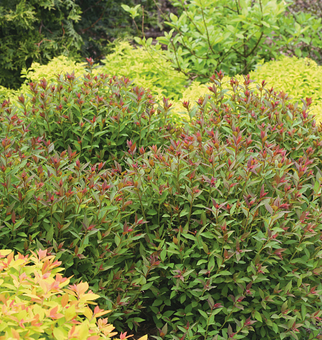 Double Play<sup>®</sup> Artist