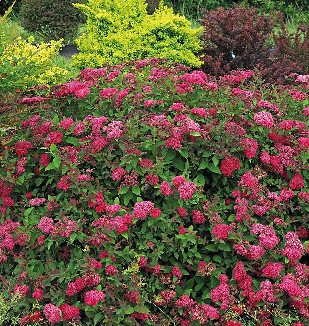 Double Play<sup>®</sup> Doozie<sup>®</sup>