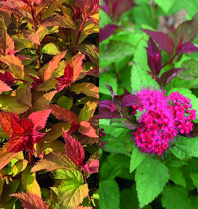 Double Play<sup>®</sup> Doozie<sup>®</sup>