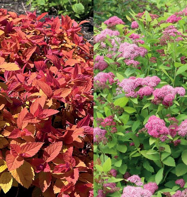 Double Play<sup>®</sup> Big Bang