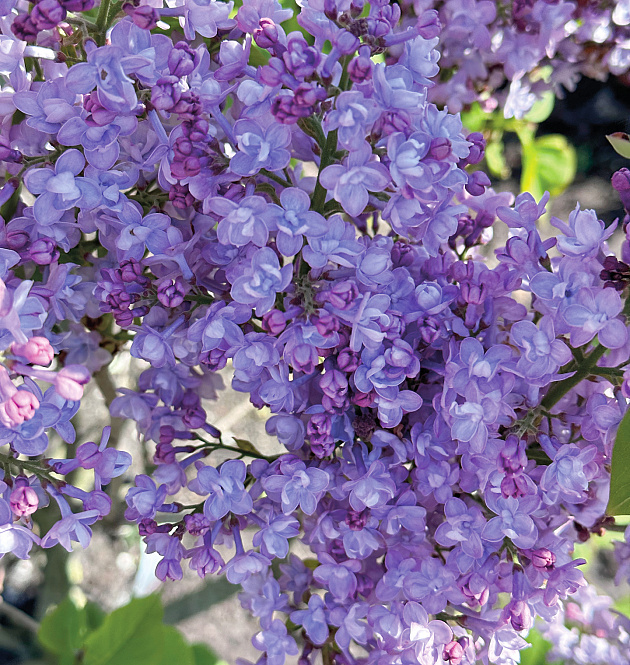 Scentara<sup>®</sup> Double Blue 