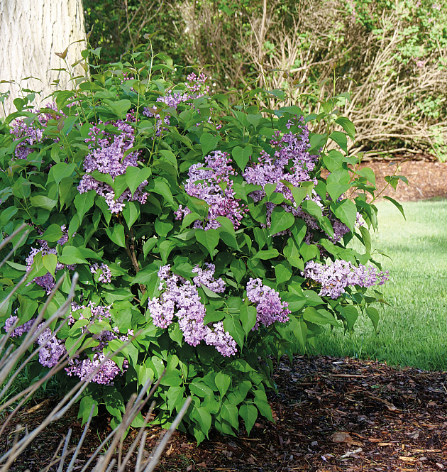 Scentara<sup>®</sup> Double Blue 