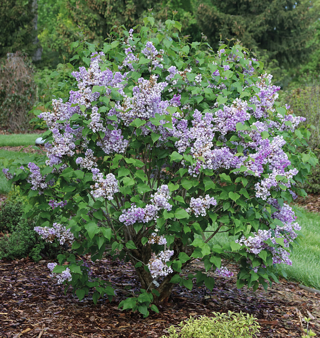 Scentara<sup>®</sup> Double Blue 