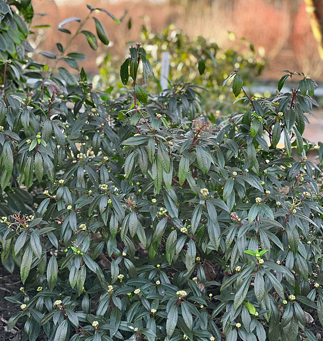 Yin<sup>®</sup> L