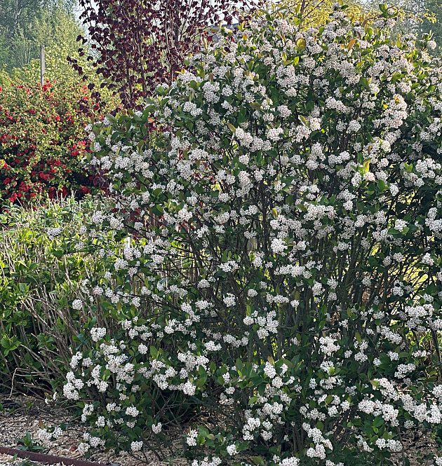 Revontuli<sup>®</sup> Hedger 