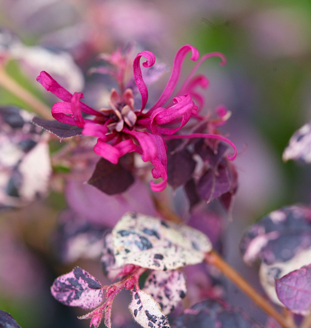 JazzHands<sup>®</sup> Variegated 