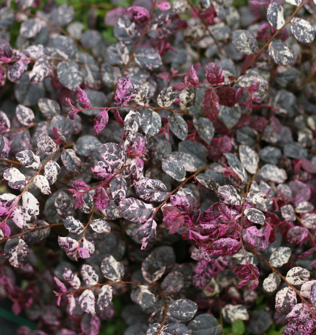 JazzHands<sup>®</sup> Variegated 