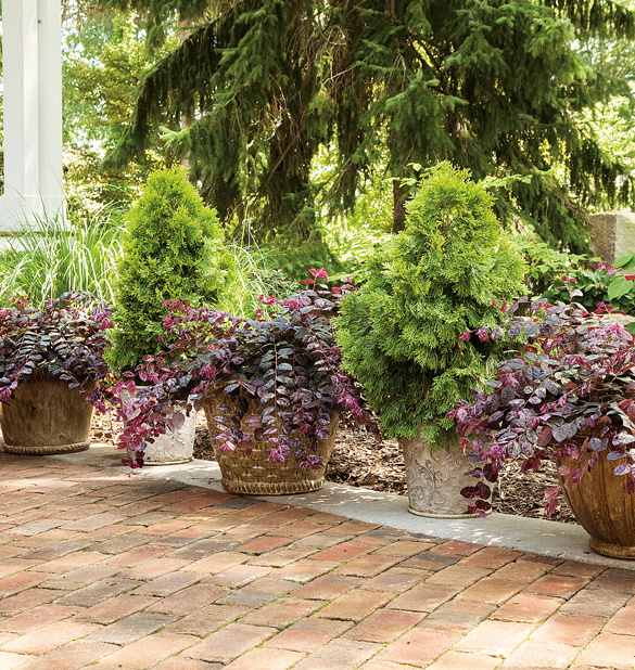 JazzHands<sup>®</sup> Variegated 