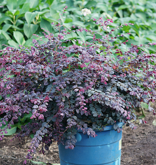 JazzHands<sup>®</sup> Variegated 