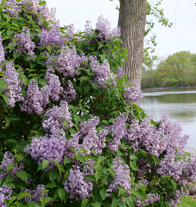 Scentara<sup>®</sup> Pura 