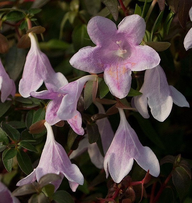 Pinky Bells L