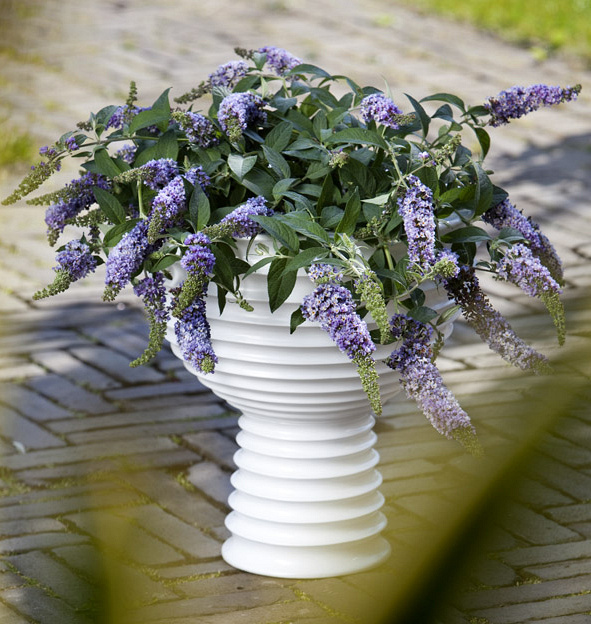 Lilac Chip L