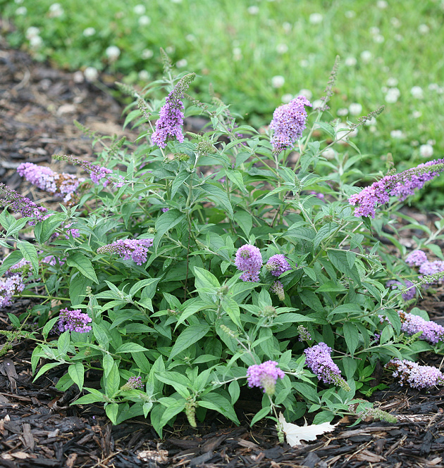Lilac Chip L
