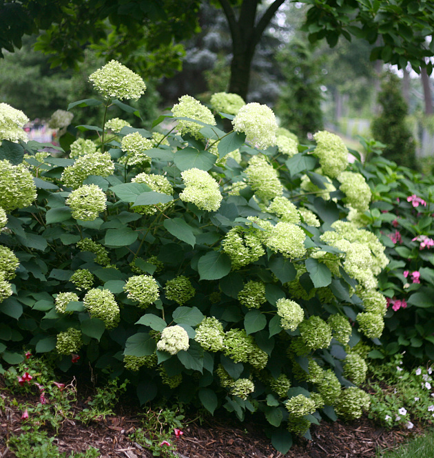 Lime Rickey<sup>®</sup> XL