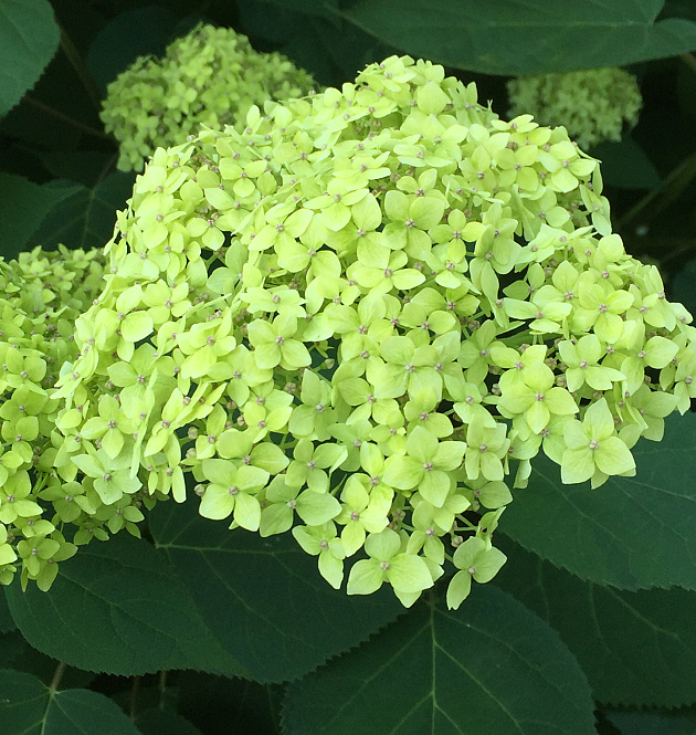 Lime Rickey<sup>®</sup> XL