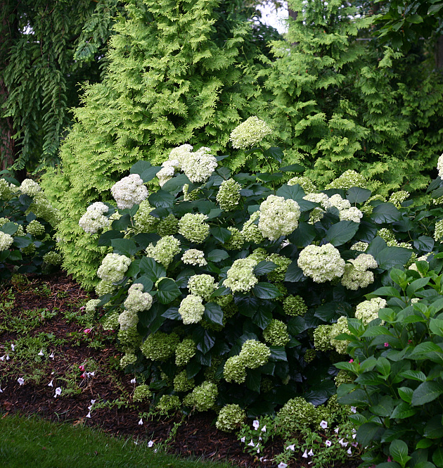 Lime Rickey<sup>®</sup> XL