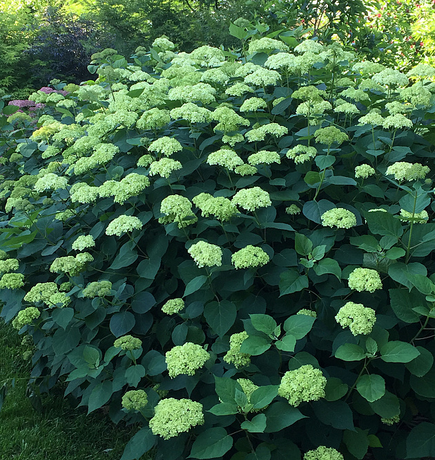 Lime Rickey<sup>®</sup> XL