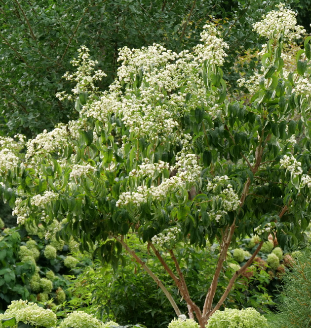 Temple of Bloom<sup>®</sup> 