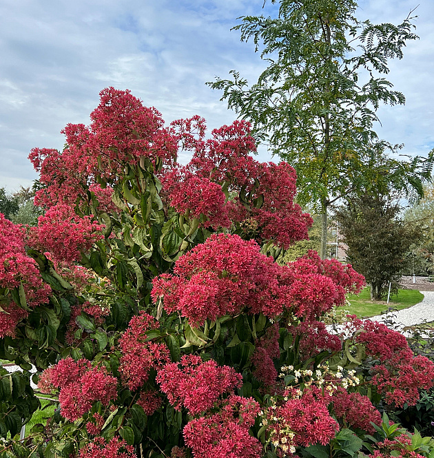 Temple of Bloom<sup>®</sup> 