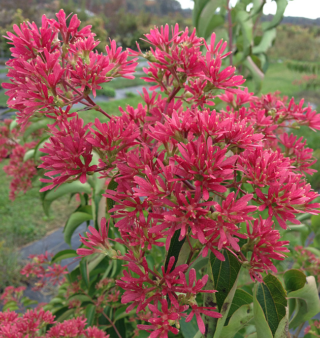 Temple of Bloom<sup>®</sup> 