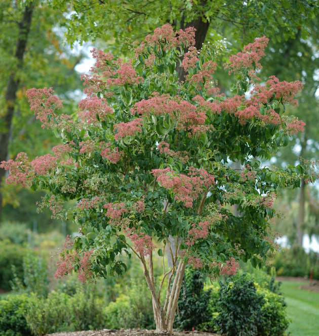Temple of Bloom<sup>®</sup> 