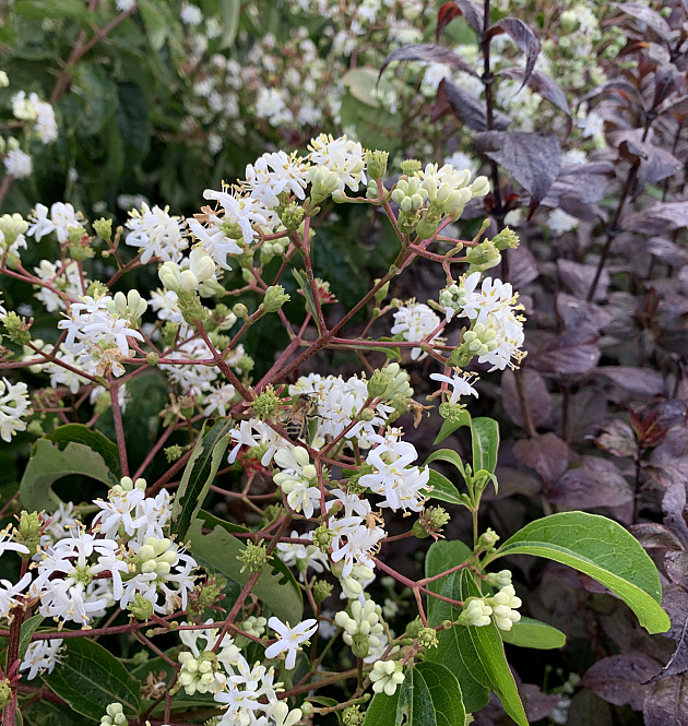 Temple of Bloom<sup>®</sup> 