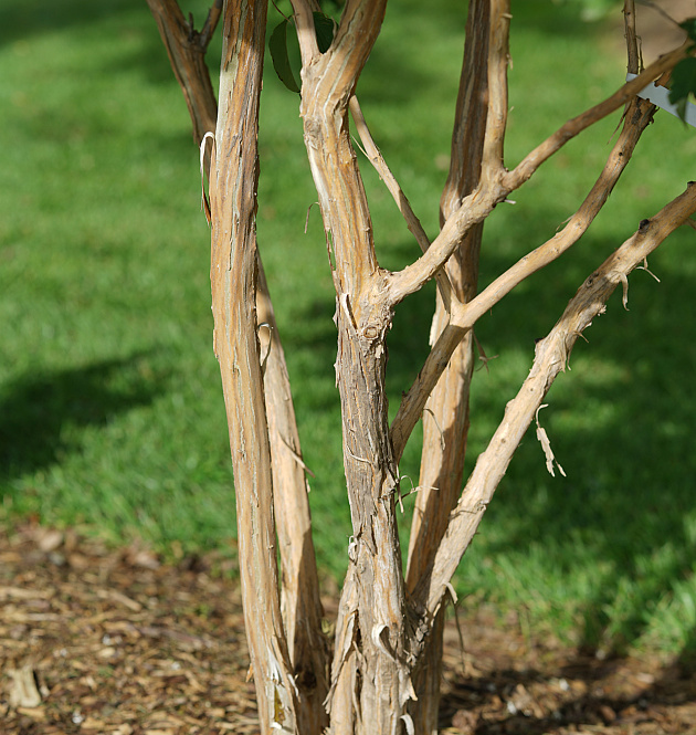 Temple of Bloom<sup>®</sup> 