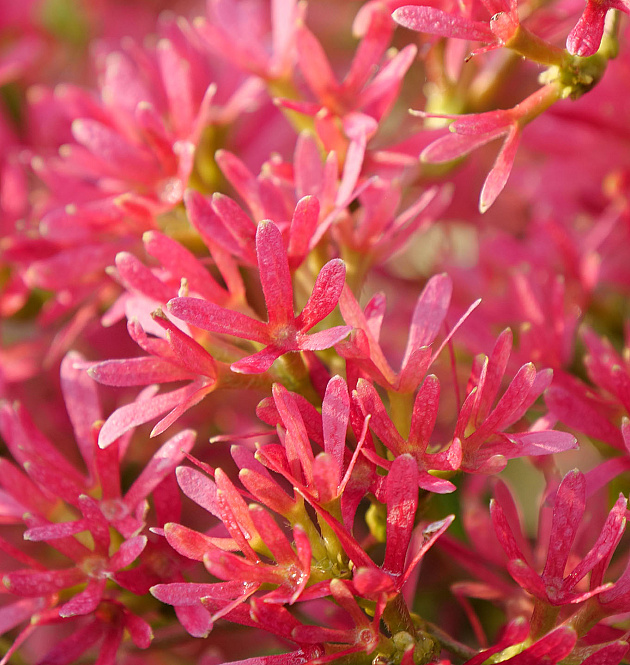 Temple of Bloom<sup>®</sup> 