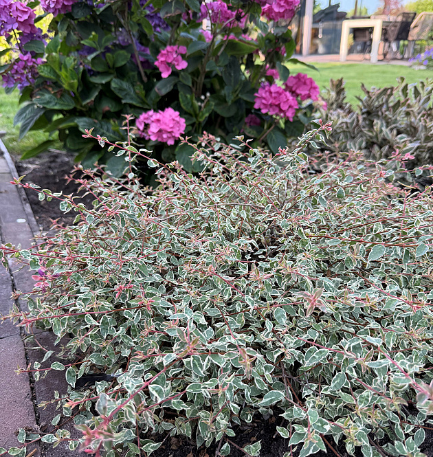 Swirly Bells<sup>®</sup> L